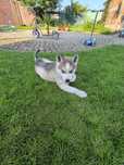 Piesek  syberyjski husky