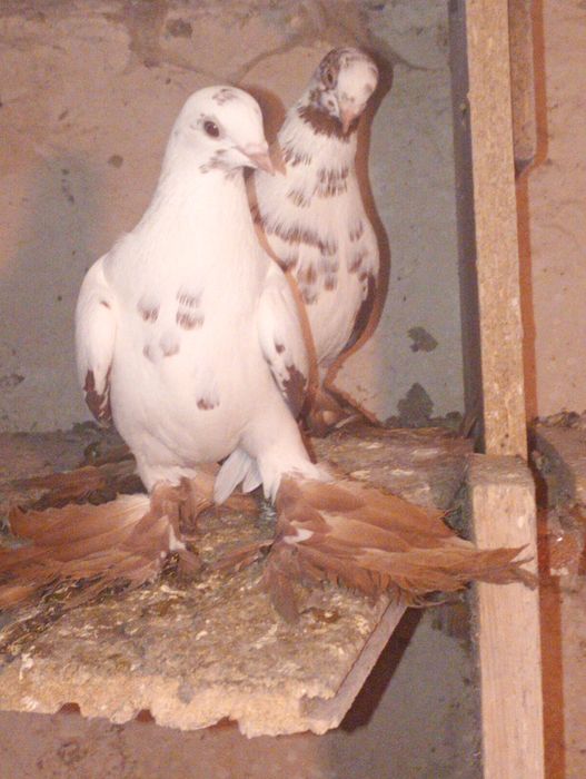 Widyny czarne i czerwone