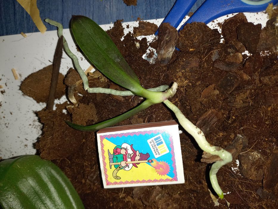 Продам  детку, детку орхидеи одарион парфюмированная фабрика