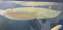 Arowana Silver 60 cm