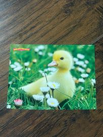 Pocztówka obrazek cute słodki kaczka kaczuszka dla dzieci