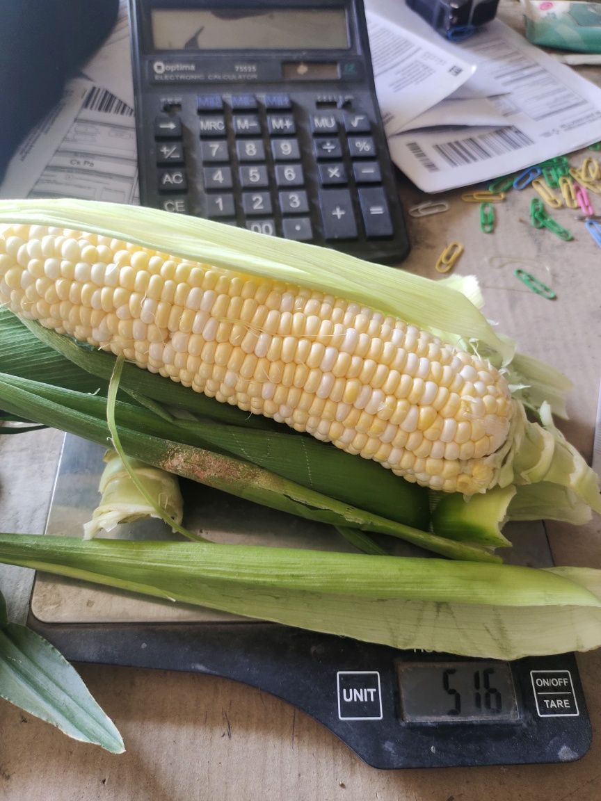 Продаж кукурудзи Ракель