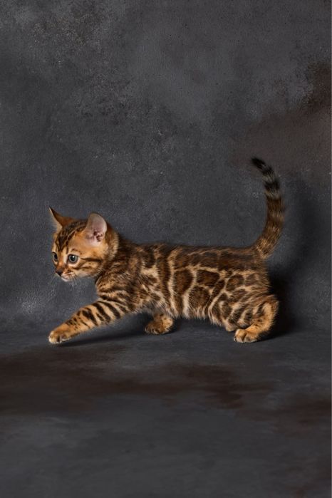 Бенгал, бенгальська дівчинка