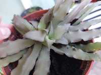 Cryptanthus roseus криптантус