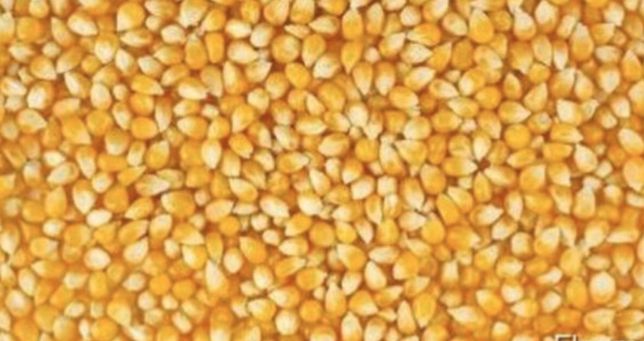 Продам кукурудзу, ячмінь, пшеницю