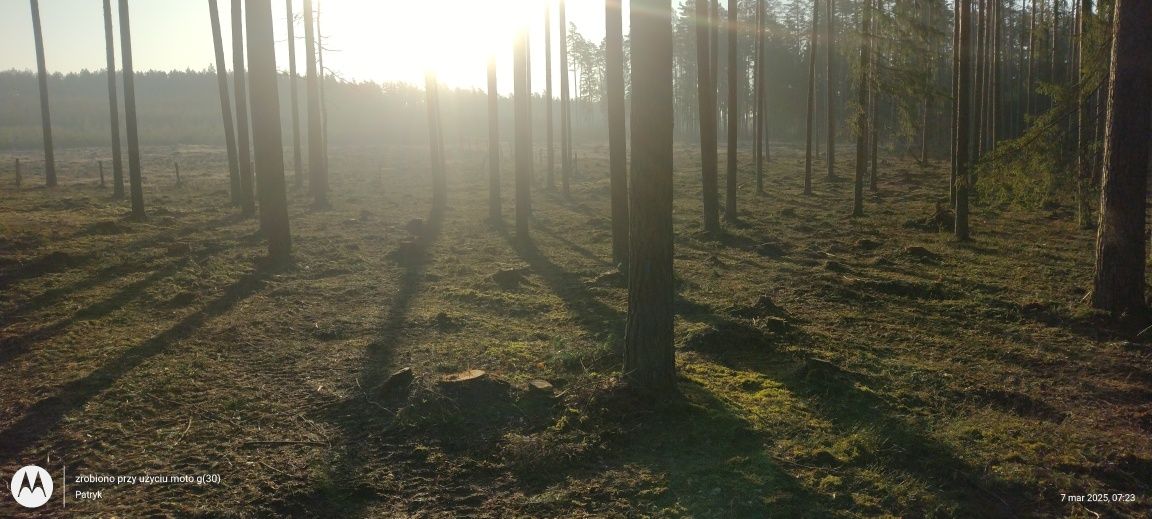 Usługi leśne#biomasa#wycinka lasów#samosiewów#zakrzaczeń