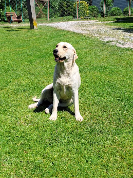 Labrador suczka biszkoptowa