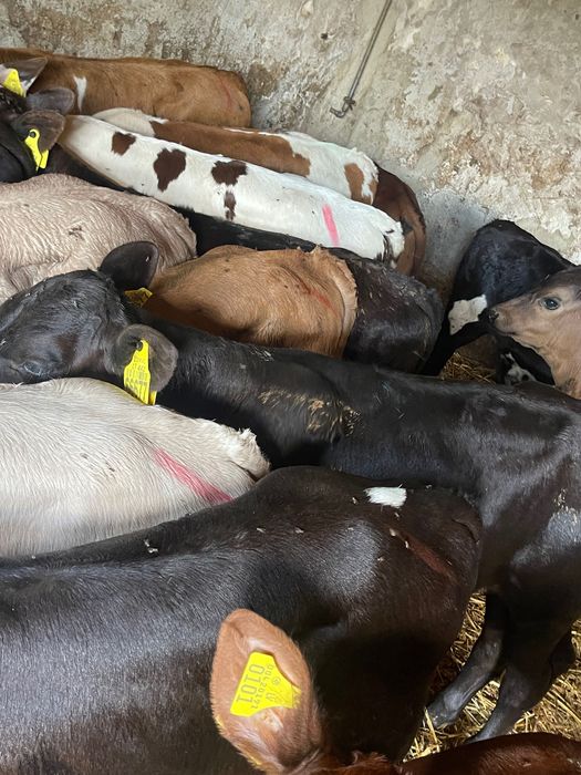 Sprzedam cielaki mięsne lubiewo