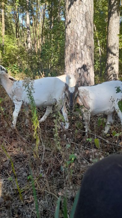 Козенята заано-нубійці 75%. Можливий обмін