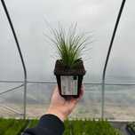 Stipa Pony Tails 0,5L (P9) (Koński Ogon)