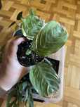 Maranta variegata