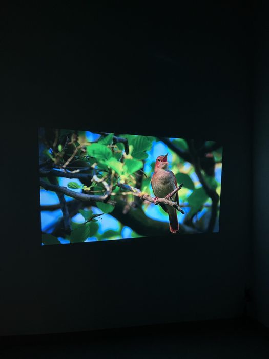 Xiaomi Wanbo Mozart 1 (EU, Global) - проектор на Android 9.0 / Full HD