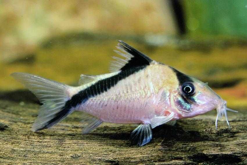 Kirysek pręgooki - Corydoras melini - Kirys - dowóz, wysyłka