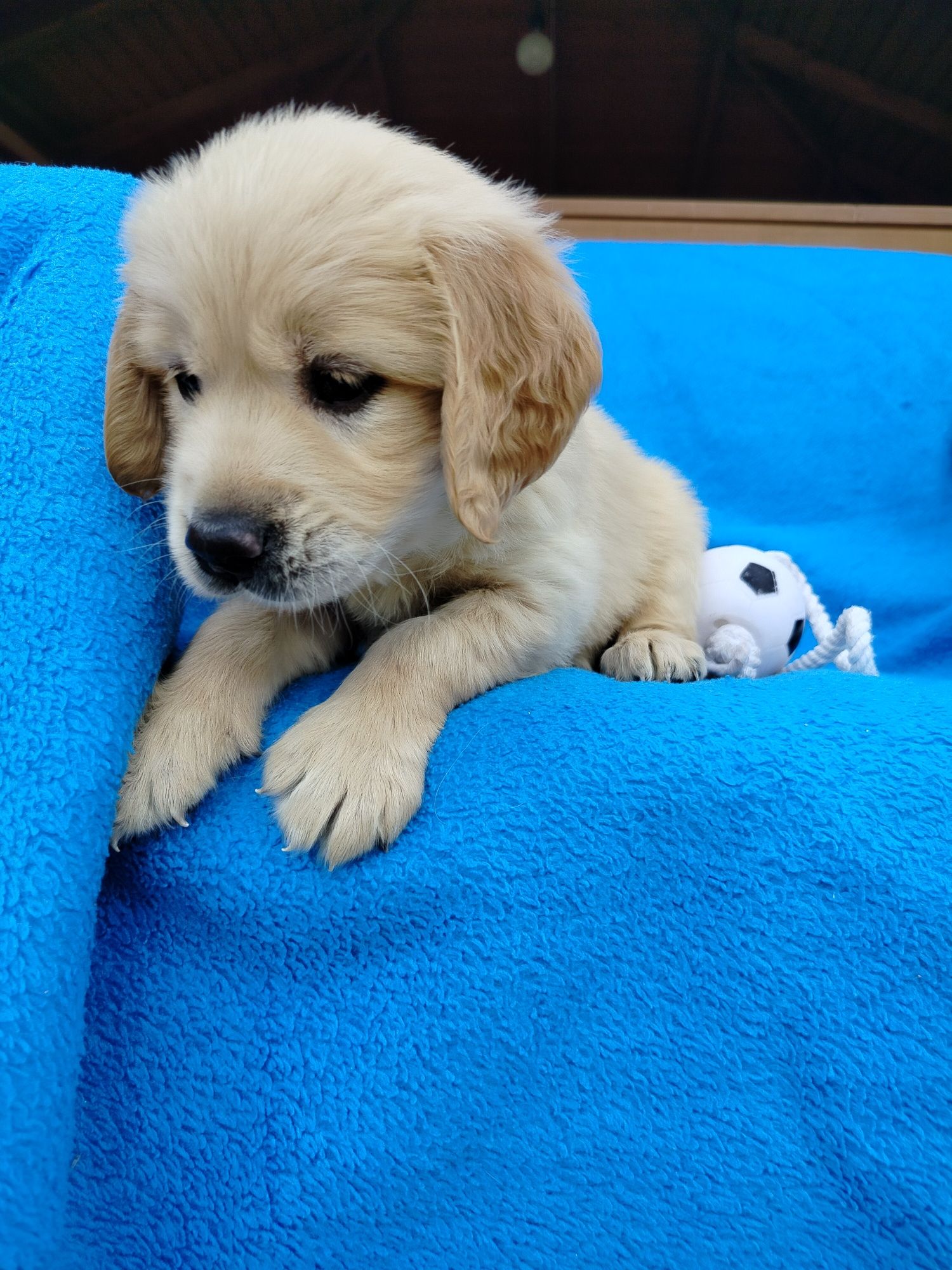 Golden Retriever piesek ZkwP FCI