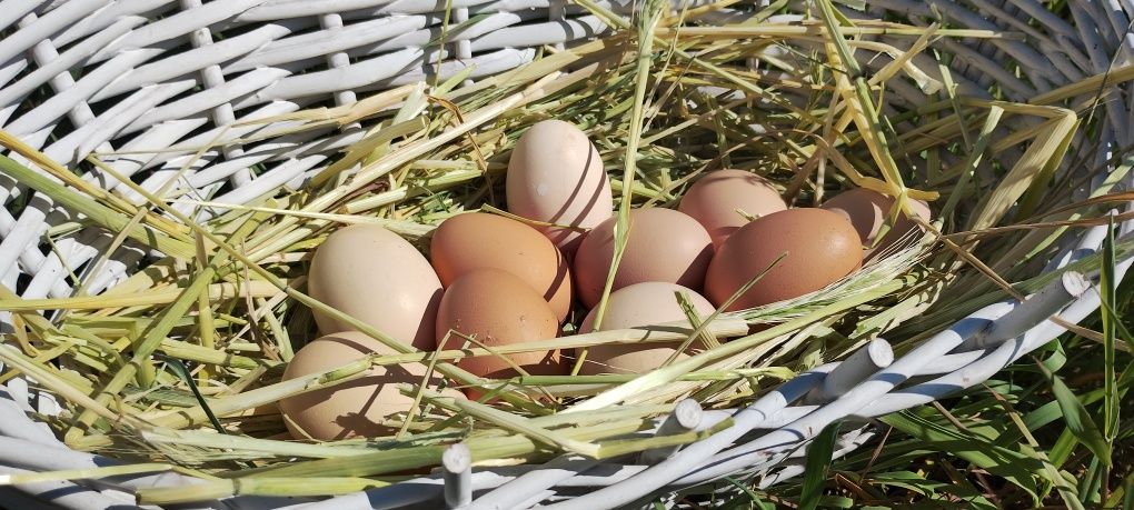 Jajka jaja swojskie ekologiczne wolny wybieg
