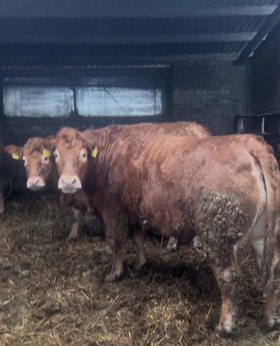 Byki jałówki krowy