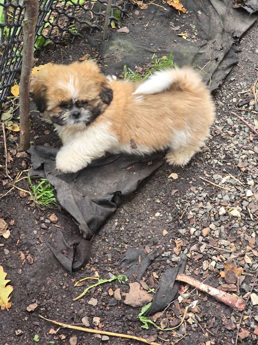 piesek shih tzu szuka nowego domu