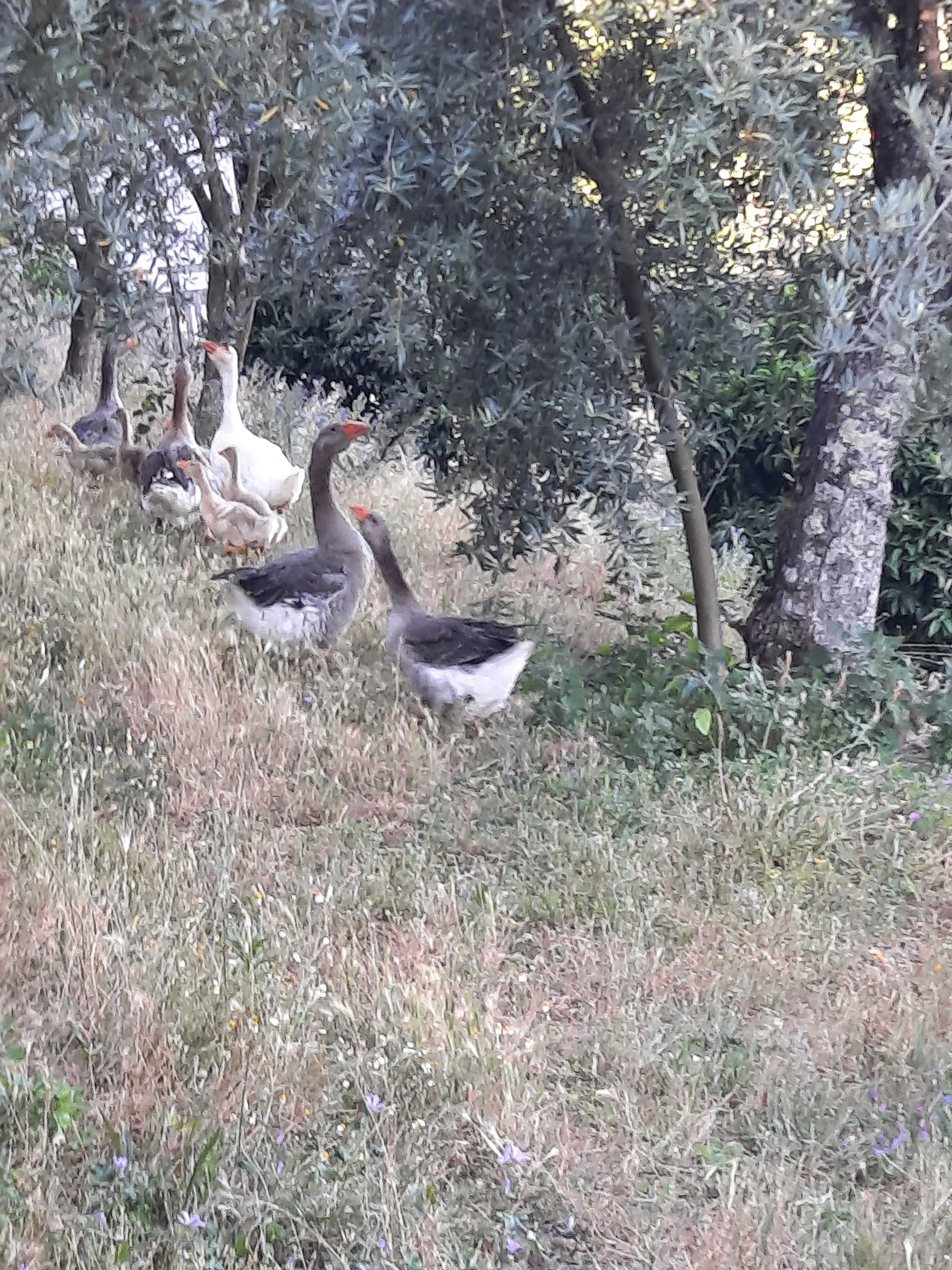 Gansos Toulouse e Sebastopol