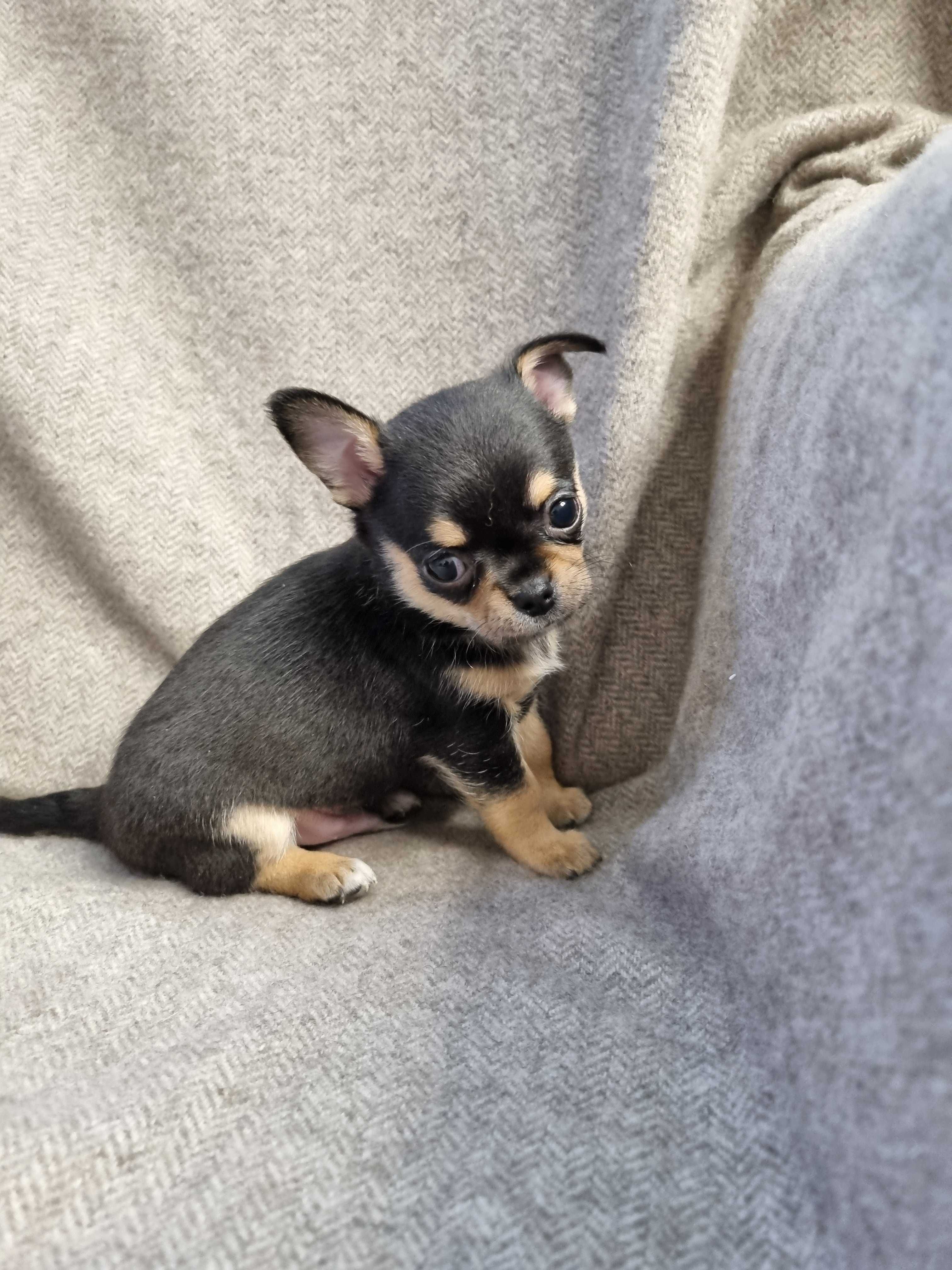 Cudny Piesek Chihuahua PRAWEM HODOWLANYM