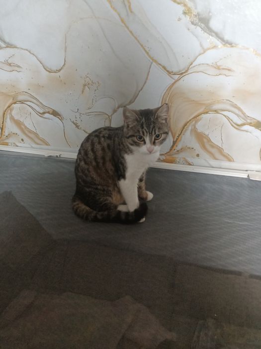 Кошення 7міс.Віддаю в добрі руки