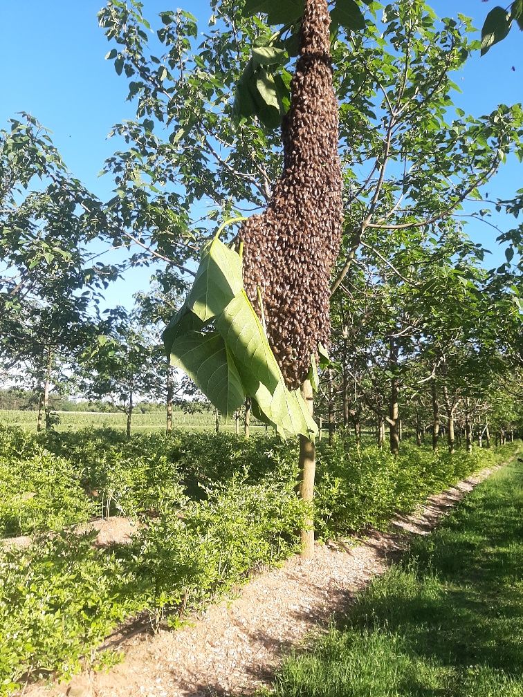 Rodziny pszczele, pszczoły do sadu. Zapylanie czereśnie, śliwy, borówk