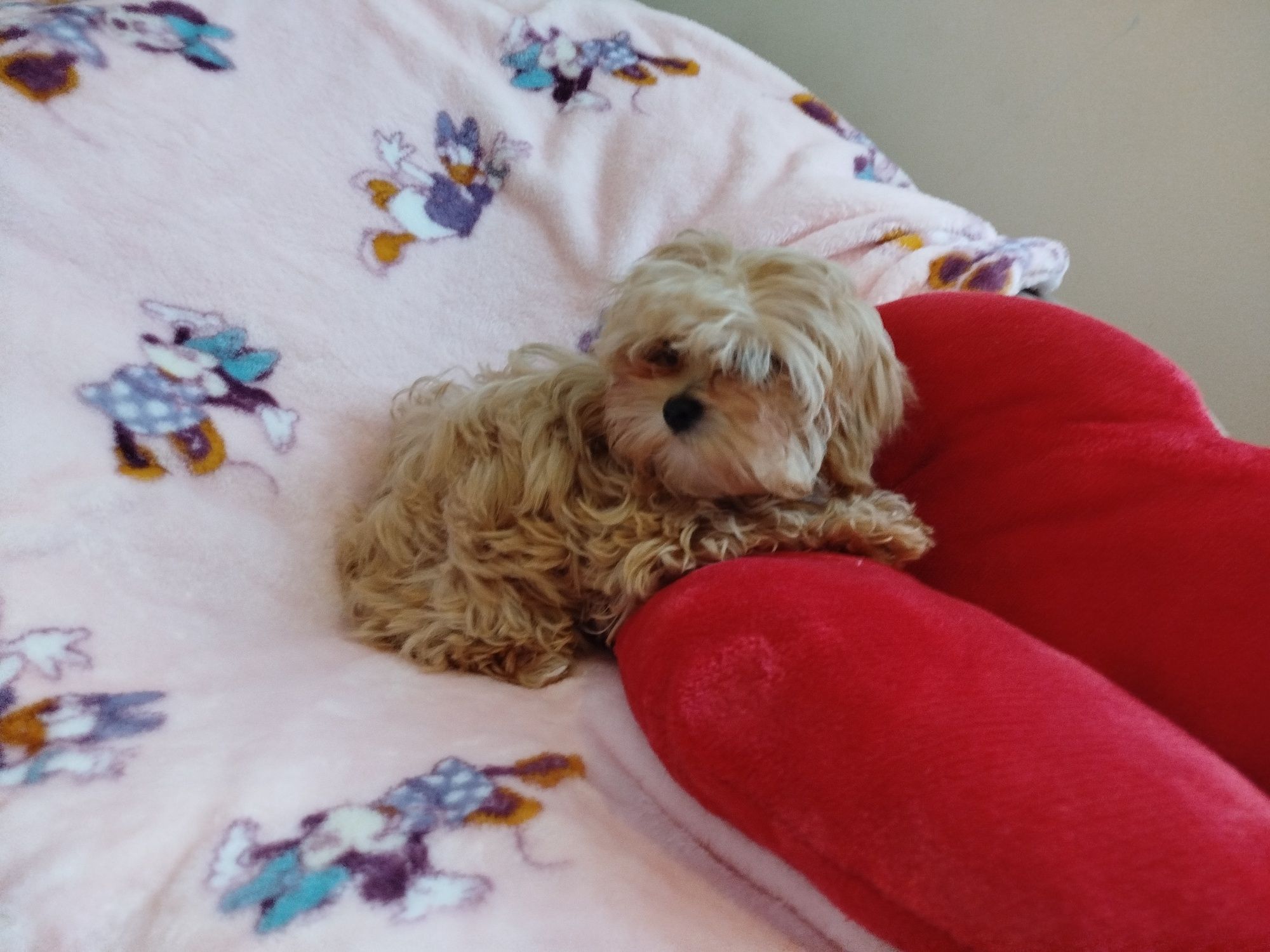 Urocza sunia maltipoo