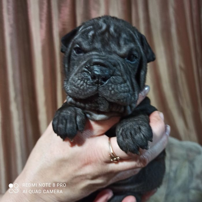 Мини девочка шарпей минипей