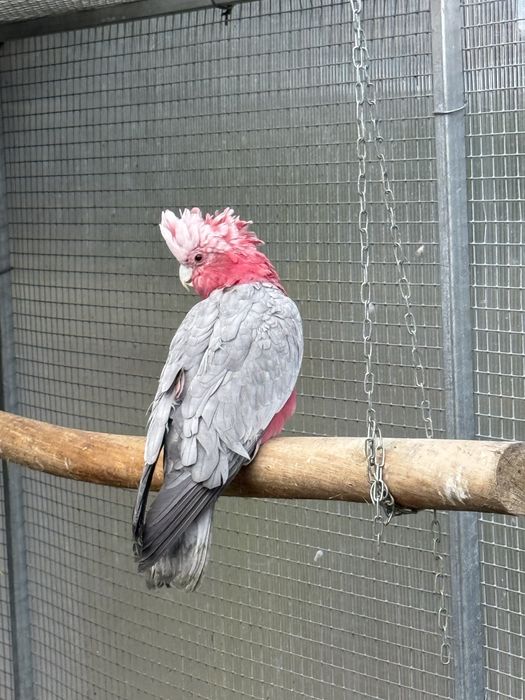 Cacatua Galah macho adulto
