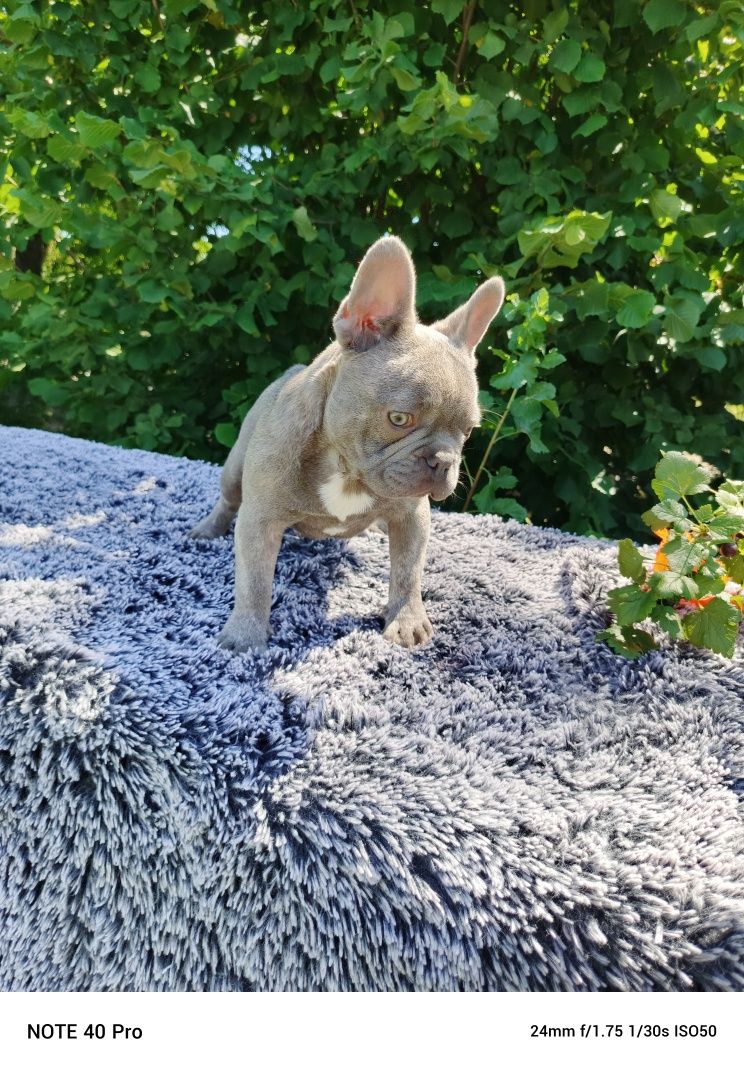 Buldog francuski lilac