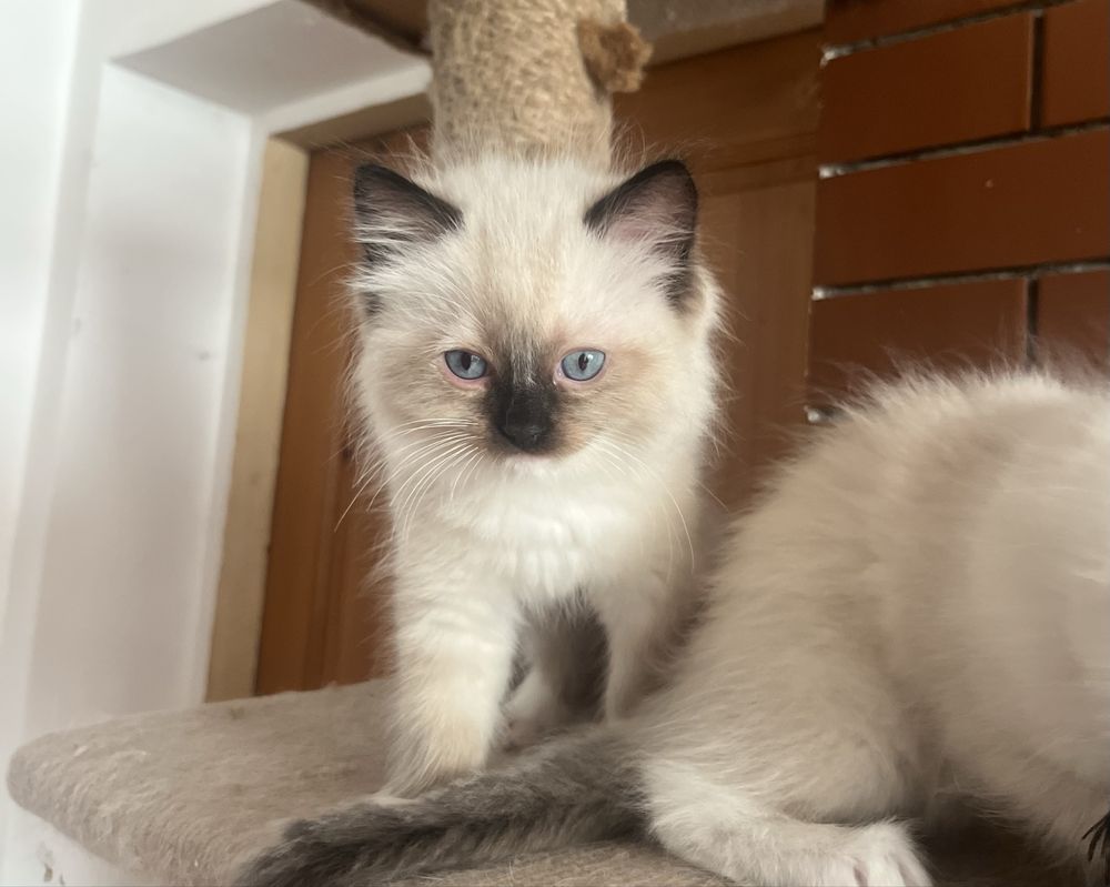 Ragdoll koci chłopczyk