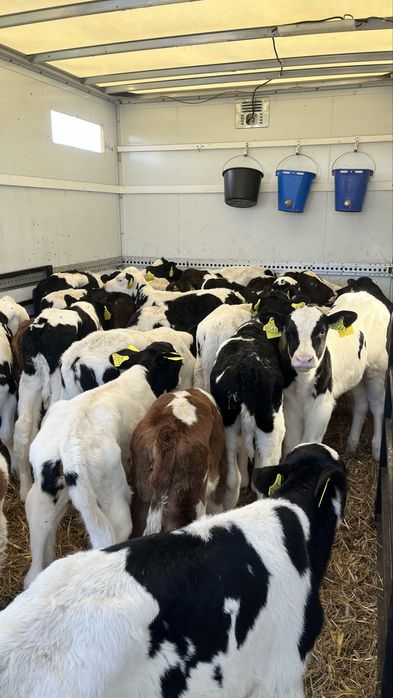 Sprzedam cielęta cielaki