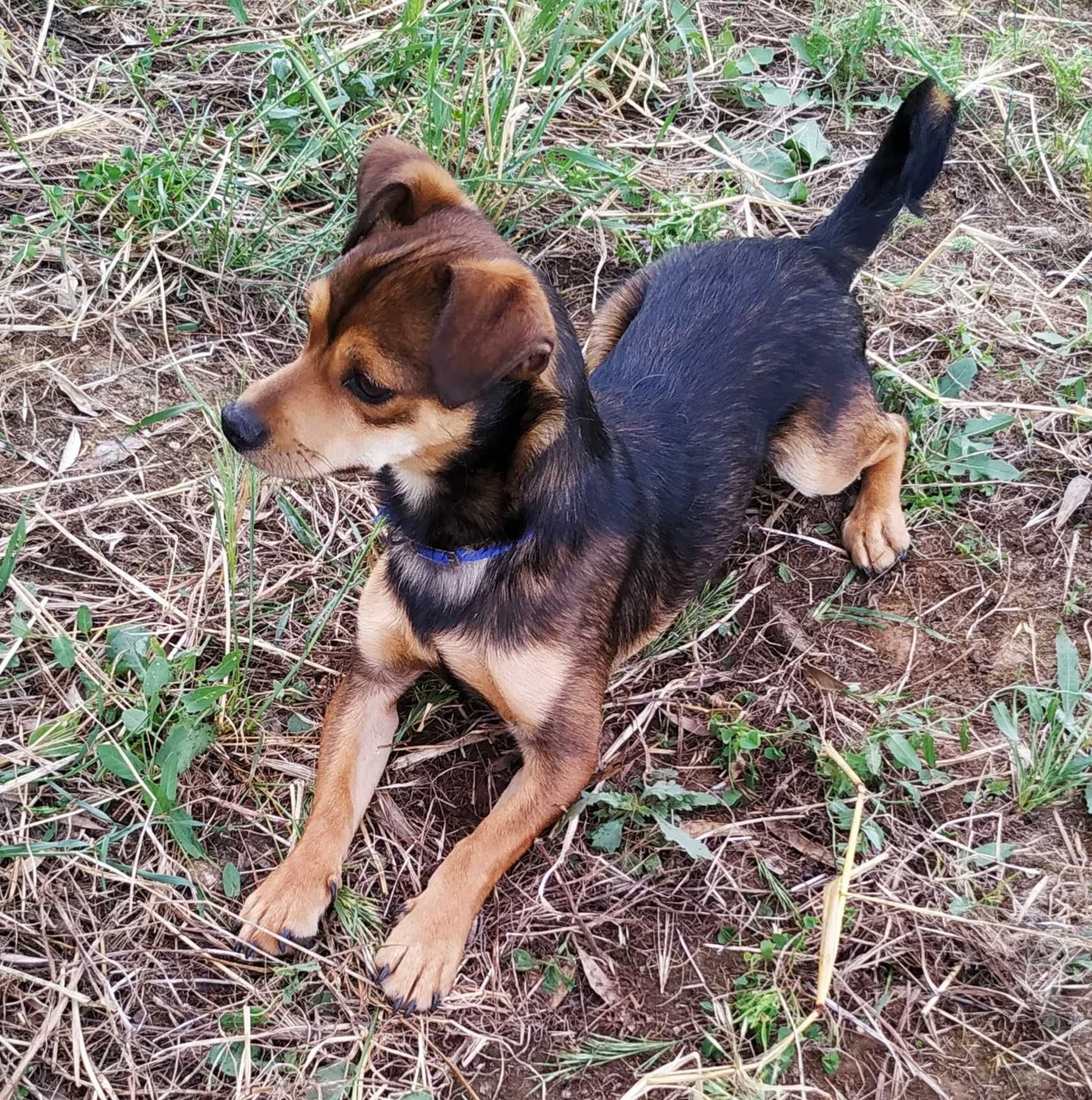 cachorrinho  muito dócil para adoção