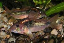 Kirysek spiżowy - Corydoras aeneus - Kirys - dowóz, wysyłka