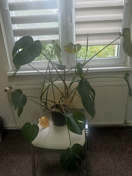 Kwiat Monstera ok.70/80 cm zdrowa piękna zadbana