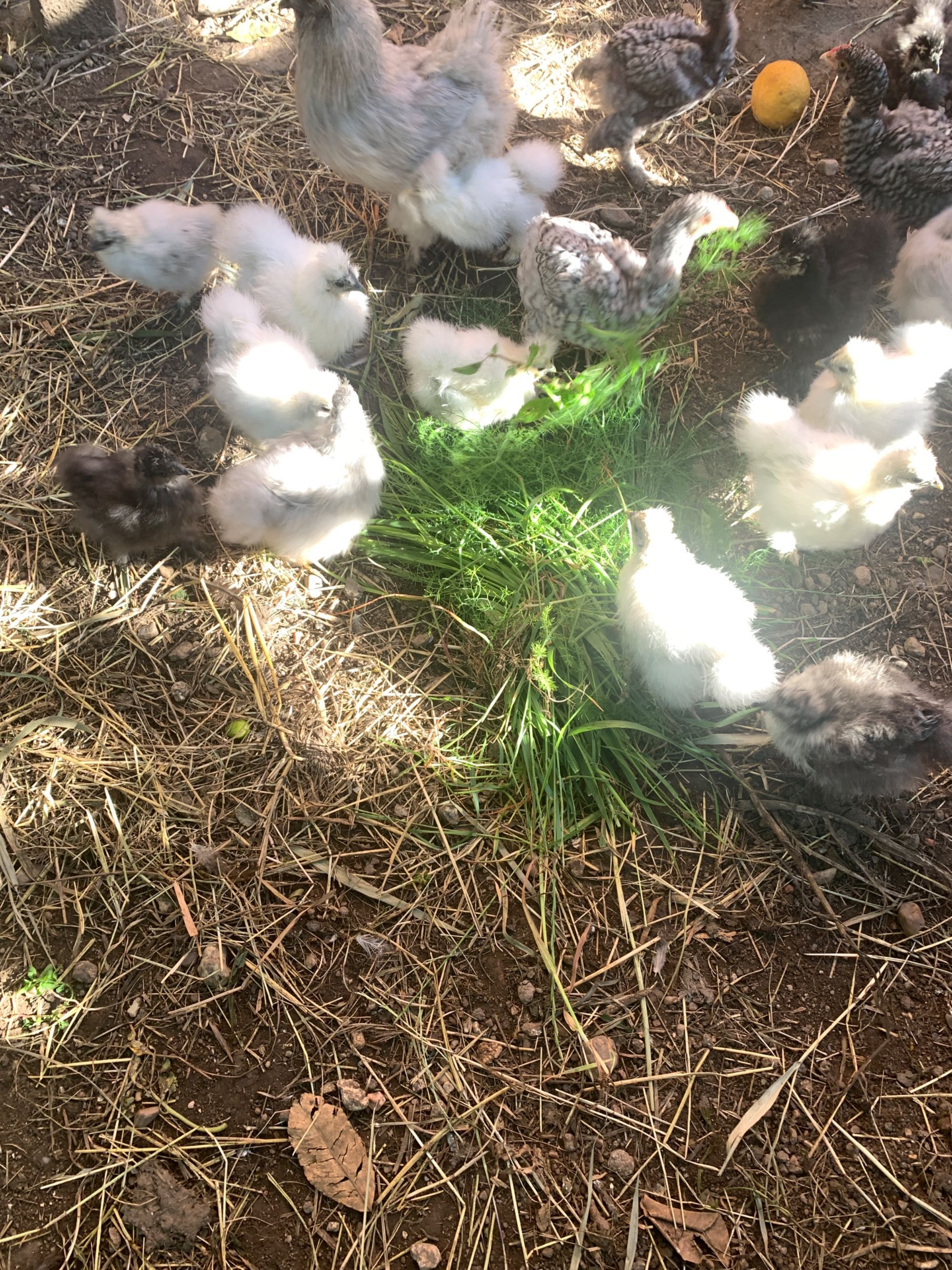 Pintos de raça Sedosas de Japão,  com 3,5 meses .