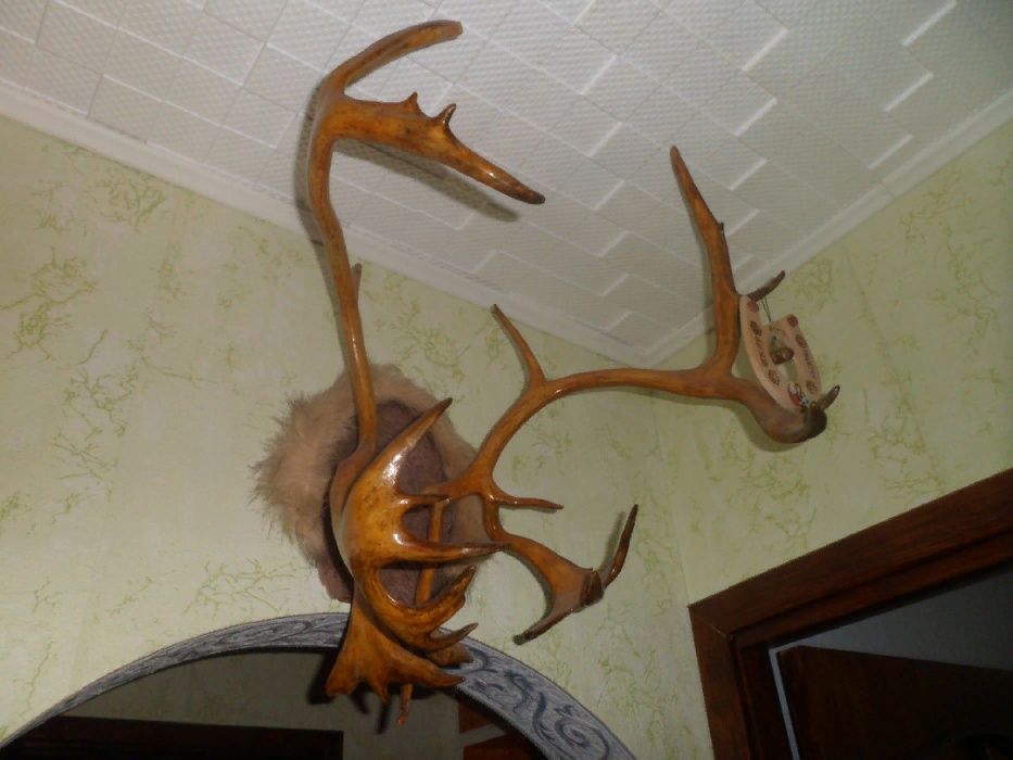оленьи рога       .