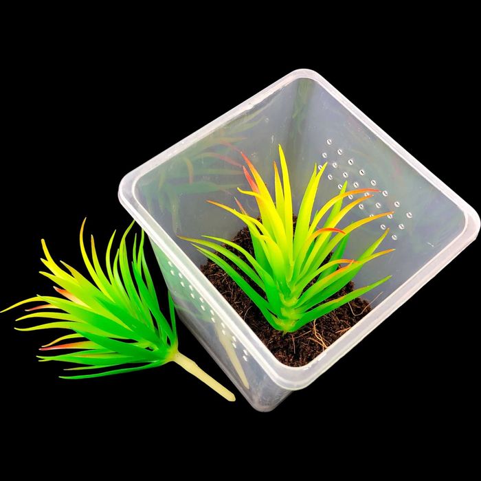 Roślina sztuczna – Tillandsia Brachycaulos Abdida Green – Rozmiar M