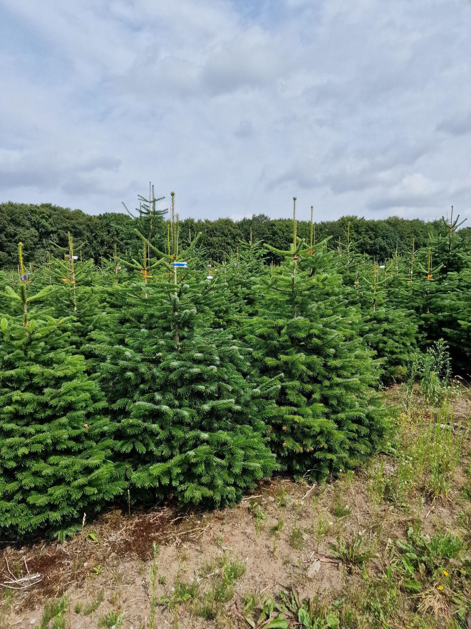 Choinki Jodła Kaukaska plantacja Dania