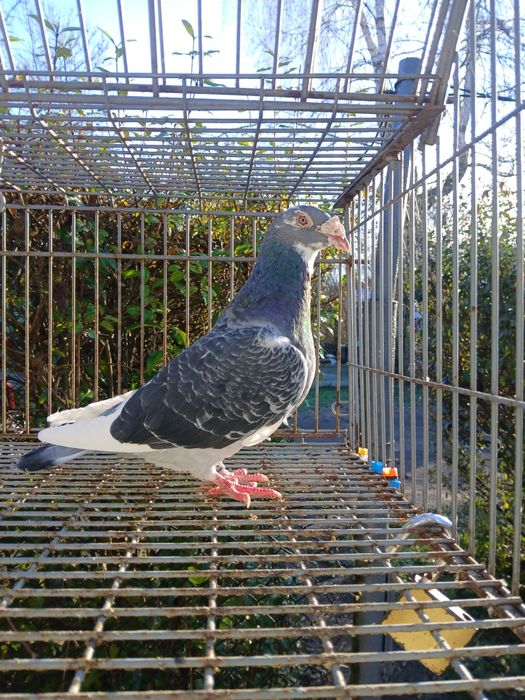 Sprzedam standard samce samice