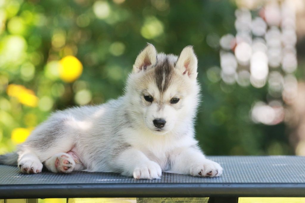 Siberian Husky FCI ZKwP
