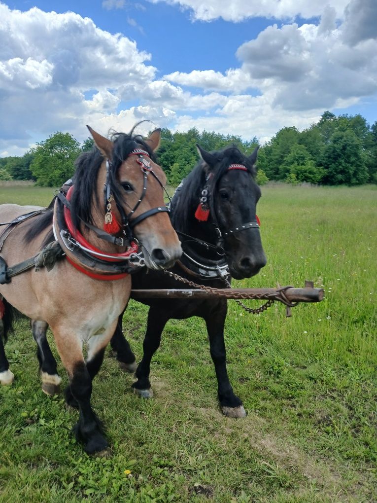 Sprzedam klacz zimnokrwista