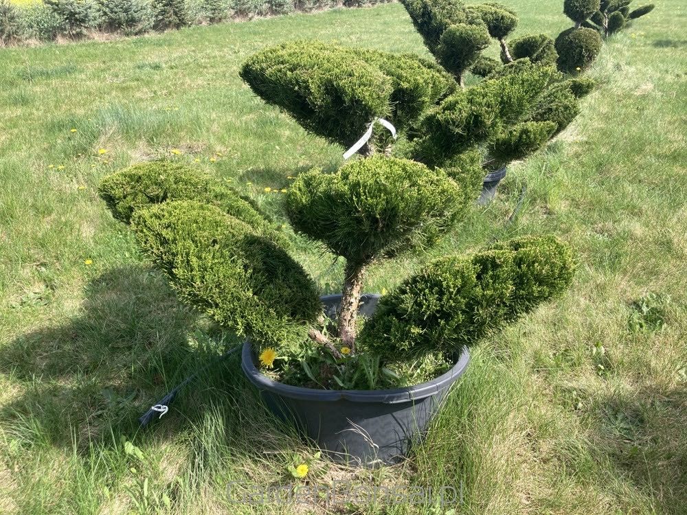 Drzewko BONSAI z jałowca - DOSTAWA - 100 cm - WIELKIE "chmurki"