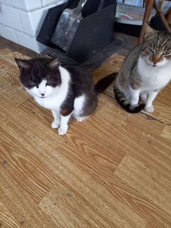 Milusińskie czyste, łowne i mądre 2 koty (1 kot+kotka)