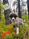 Border Collie - Zonar - piękny kawaler