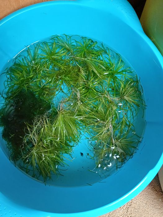 Rośliny z przycinki