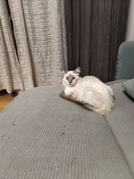 kotka syberyjska neva masqeurade