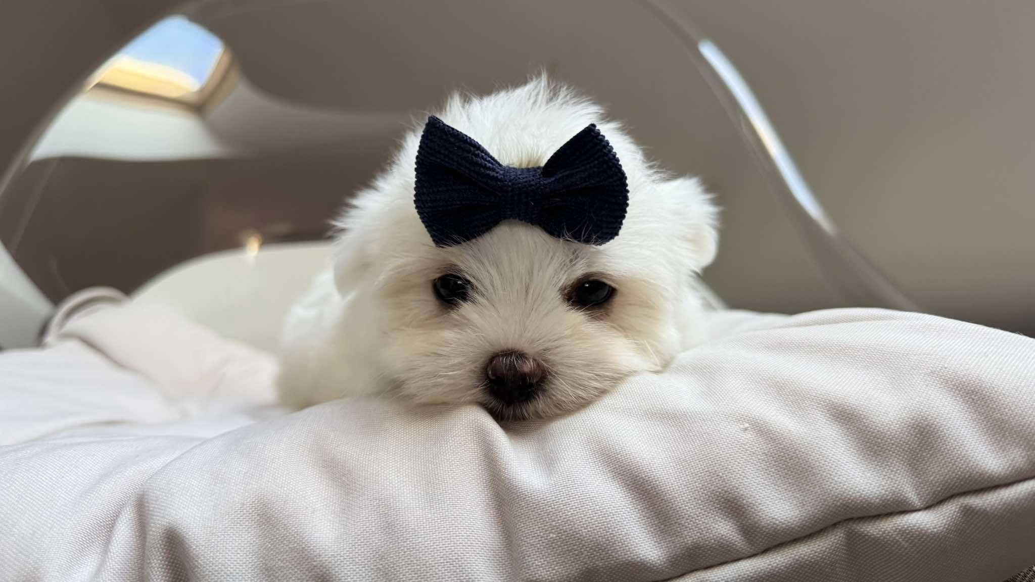 Mini Chłopczyk Maltańczyk z Rodowodem