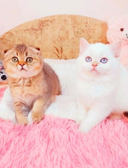 Чарівні шиншилові кошенятка