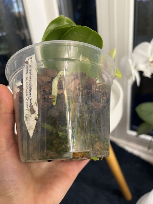 violacea * bellina Samera phal орхідея фаленопсис