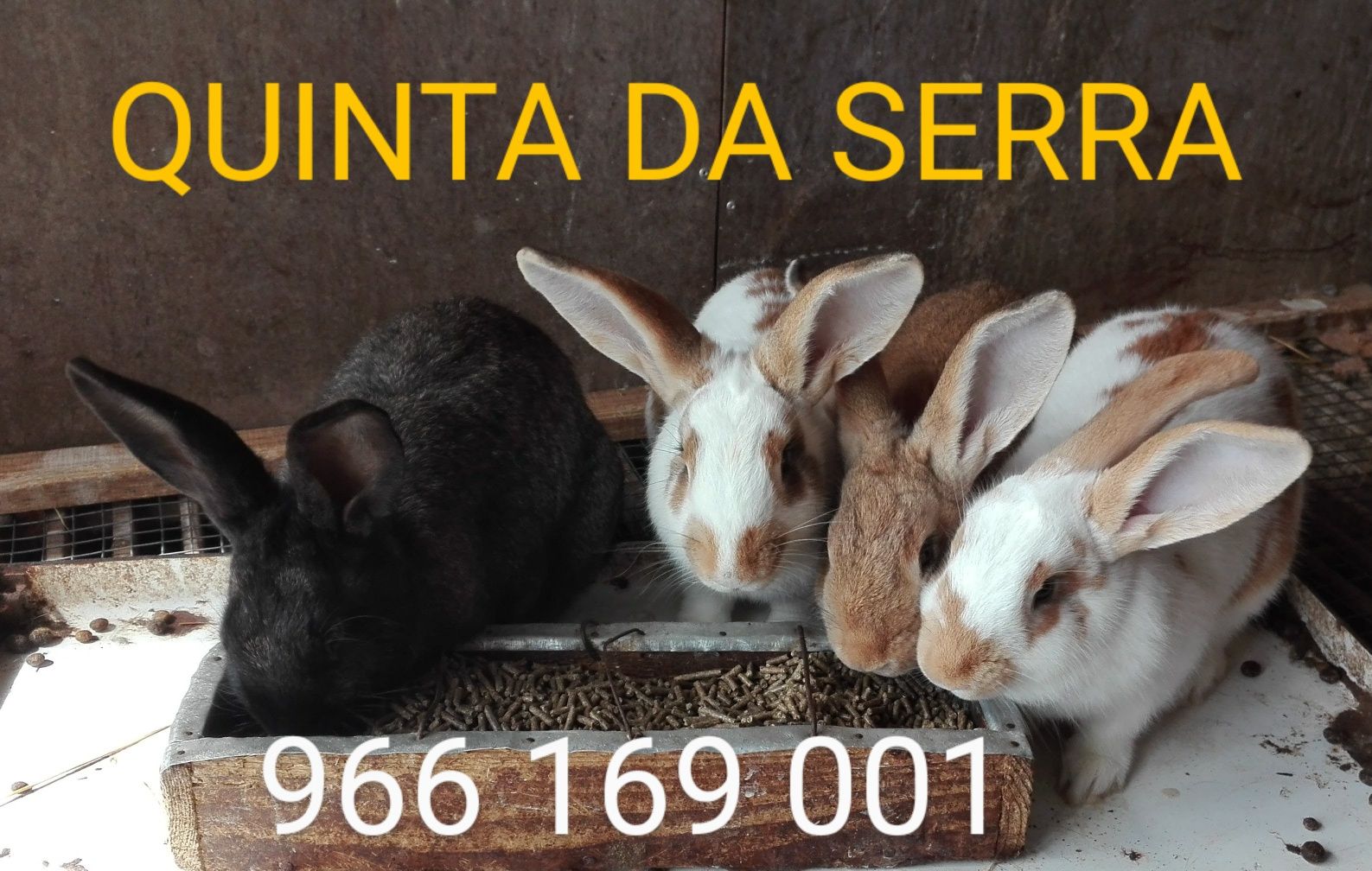 Coelhos caseiros